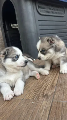 Filhotes de Husky Siberiano Wooly