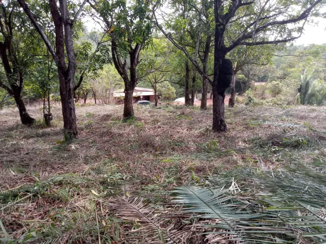 Vendo exatamente terreno Cajueiro Vila Maranhão