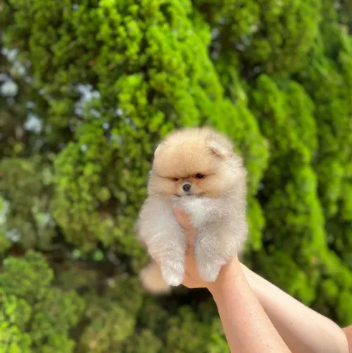 Lulu da Pomerânia anãos