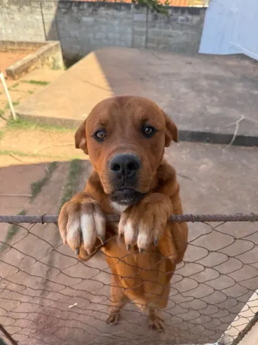 Cachorro