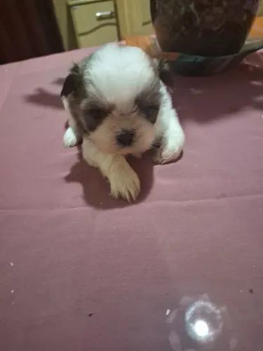 Vendas de cachorrinhos