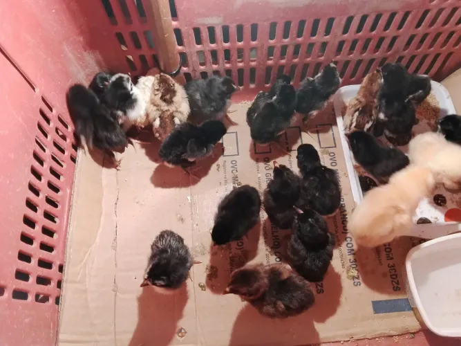 Pintinhos caipiras