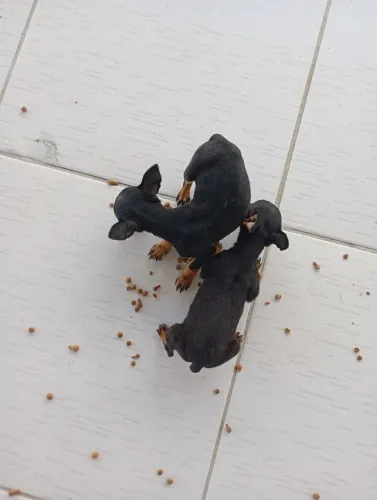 Vende filhote de fêmea