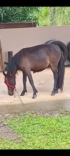 Ponei mini horse femea
