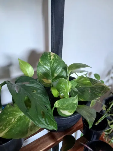 Plantas