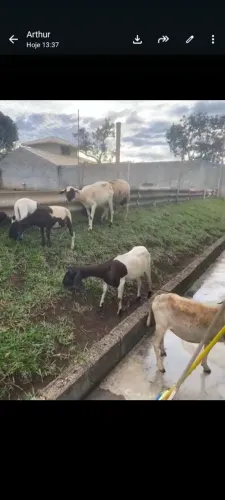 Vendo ovelhas e cordeiros