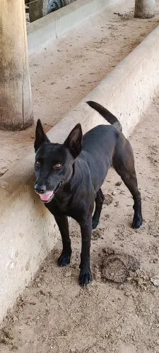 Doação de cão de guarda!