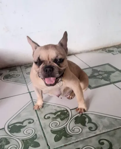 Fêmea Buldog francês adulta 