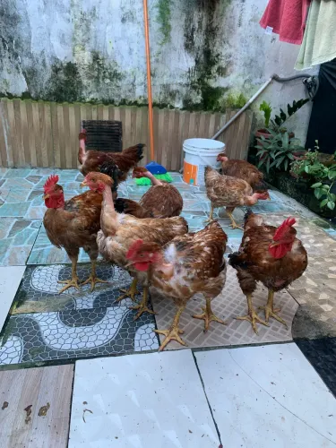 Vendo galinha caipira rodlan pescoço pelado