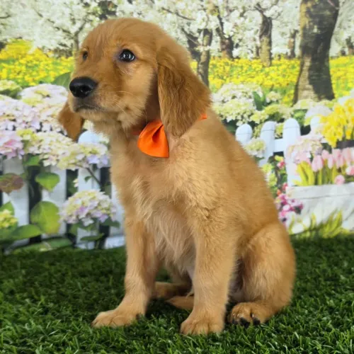 Garanta seu filhote de Golden Retriever 