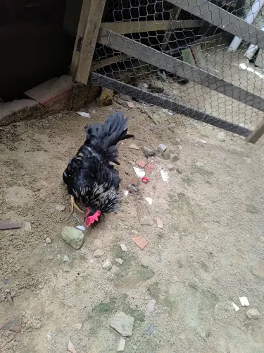 Frango Nagasaki Modelado (30 reais)