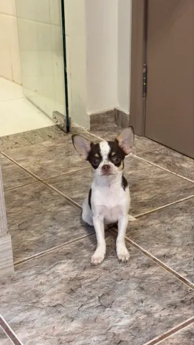 Fêmea Chihuahua Maravilhosa 