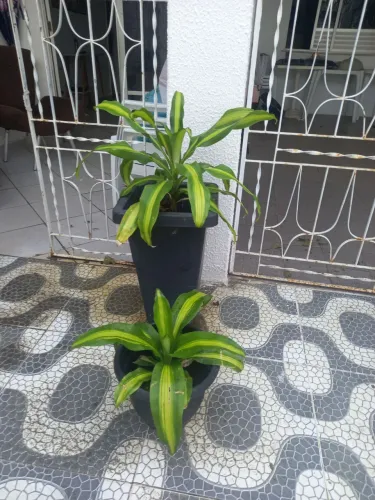 ? Plantas