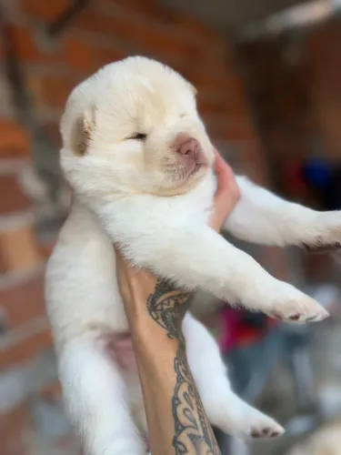filhote de husky