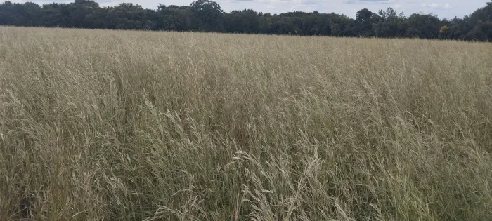 Andropogon