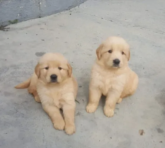 Golden retriever filhote docil e muito familia