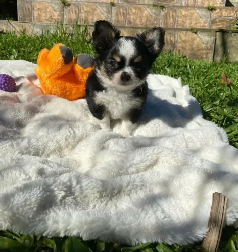 Chihuahua Pelo Longo Macho - Belo Filhote Disponível.