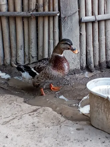 Casal de marecos