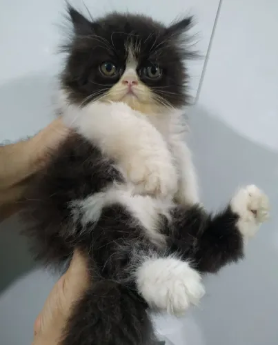 Gato persa frajola macho