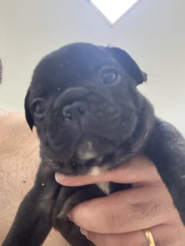 Buldogue Francês Fêmea (Preta)