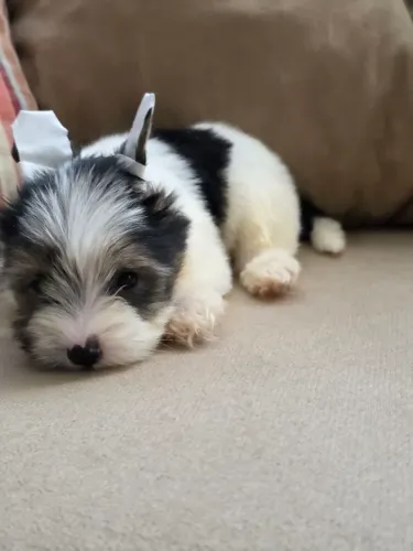 Lindos filhotes de Biewer Terrier 
