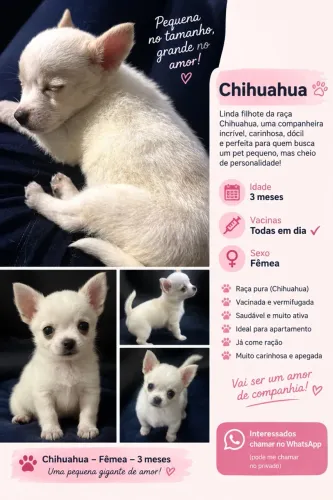 Vendo fêmea Chihuahua