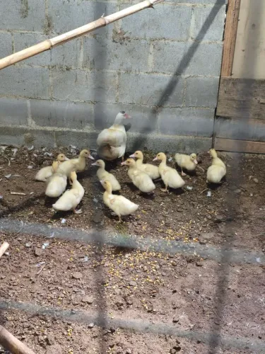 11 Patinhos + Pata Mãe Adulta