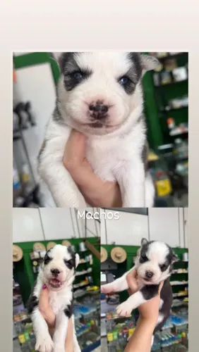 Filhotes Husky Siberiano