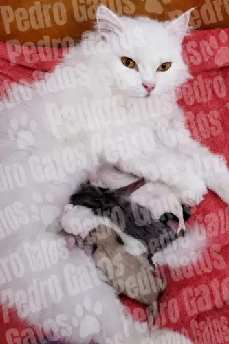 Angorá turco 