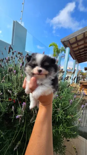 Lulu da pomerania macho com pedigree