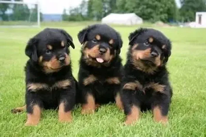Rottweiler CABEÇA DE TOURO EUROPEU 