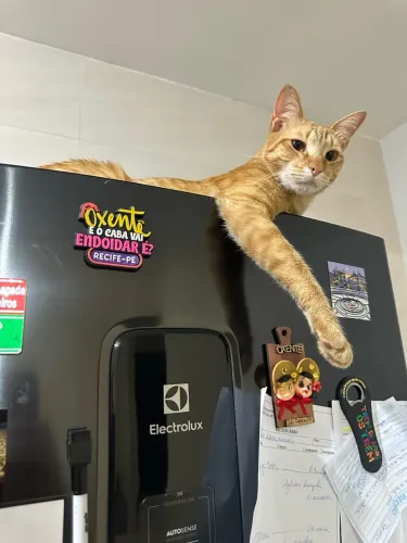 Doação gato laranja