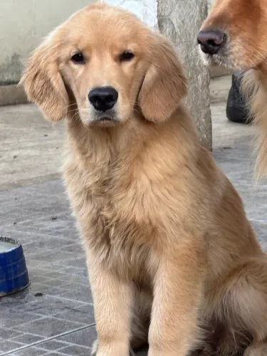 Golden Retriever filhote pedigree microchipado