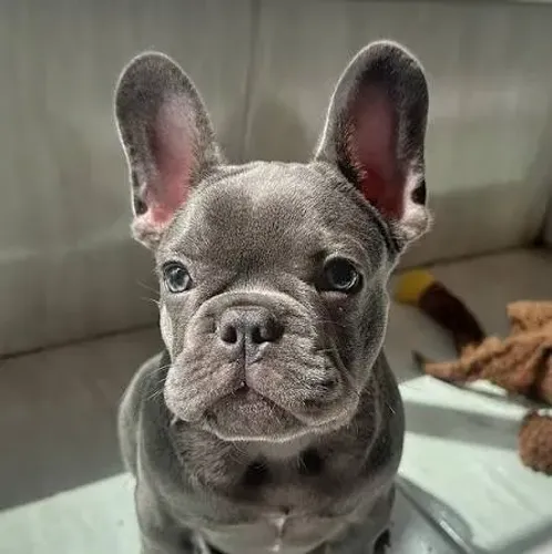Bulldog frances varias cores