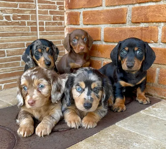Daschund - temos todas as pelagem