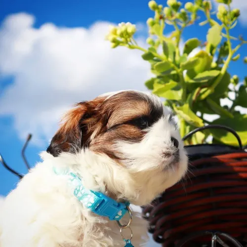 Shihtzu mini e micro 