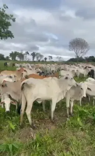 ? 170 BEZERROS NELORE - OPORTUNIDADE DE LOTE FECHADO ?