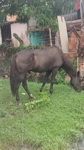 Vendendo um cavalo