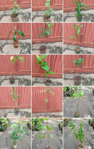12 Mudas frutíferas por 100 reais pra retirar no local 