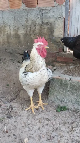 Frango GSB