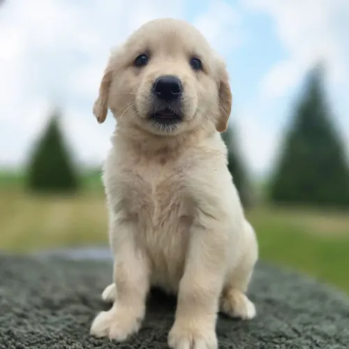 Golden Retriever: Inteligente e Dócil