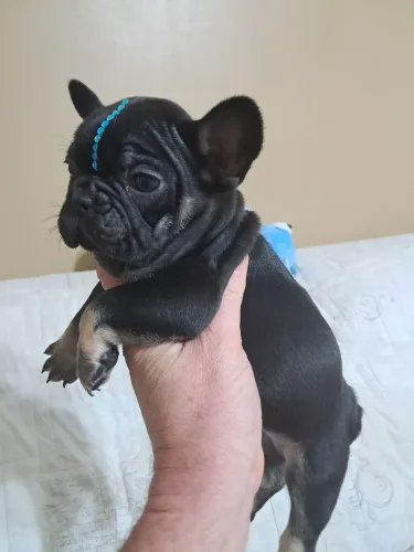 Lindo filhotes de buldogue francês