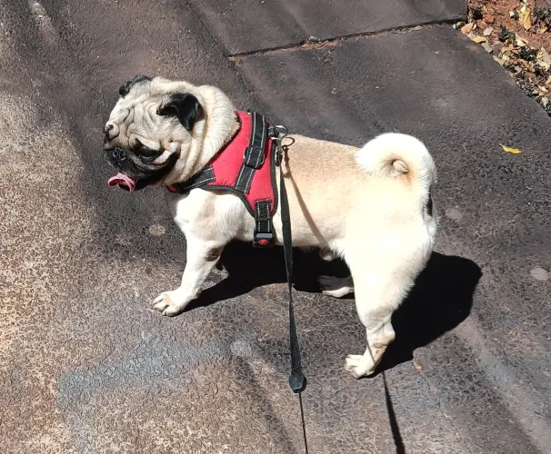 PUG ABRICÓ Disponível Pra VENDA ou CRUZA ou TROCA