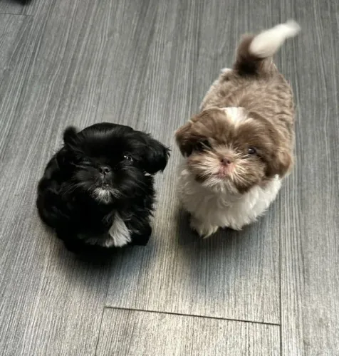 Patinhas lindas do filhote de Shihtzu!