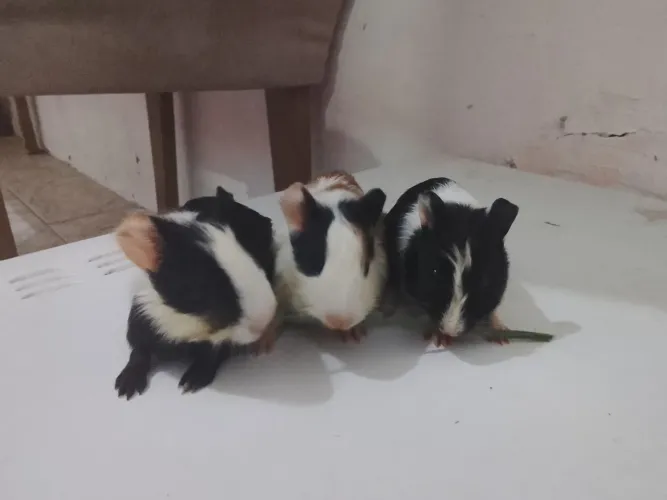 Porquinho da índia