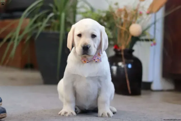 Labrador - Últimos Filhotes Hoje | Chamar