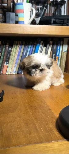SHIH-TZU DISPONÍVEIS
