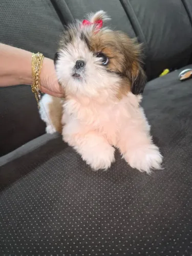 Shih Tzu fêmea