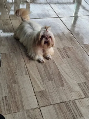 Shih tzu 