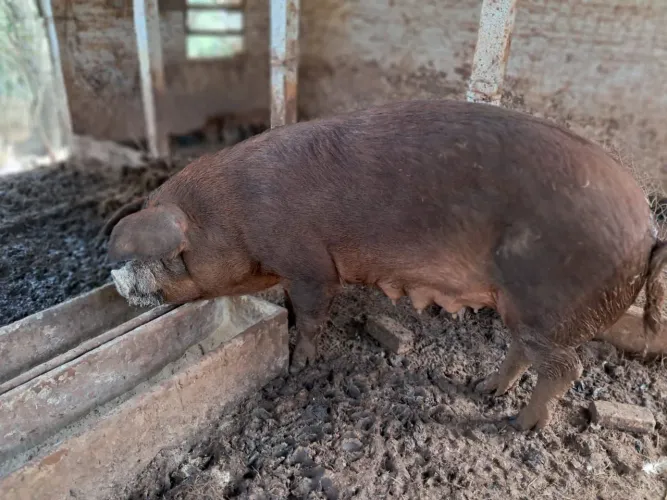 Porcas Duroc Puras